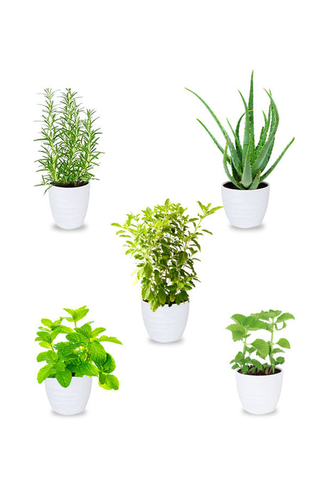 Medical Combo Plants Set of 5 - Medicinal Indoor Plants for Health and Wellness at Plantsworld.ae