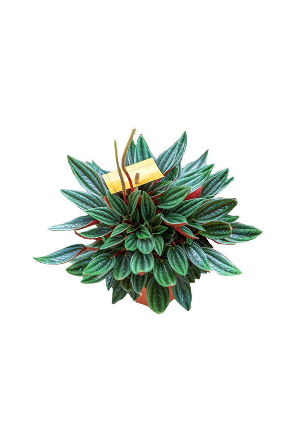 Metallic Peperomia - Peperomia Metallica