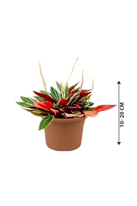 Metallic Peperomia - Peperomia Metallica