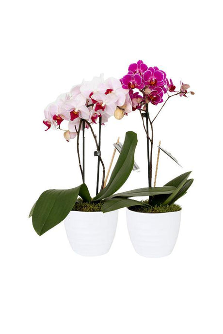 Mini Orchid-Orchid Plant - Plantsworld.ae - {{ varient.name }}