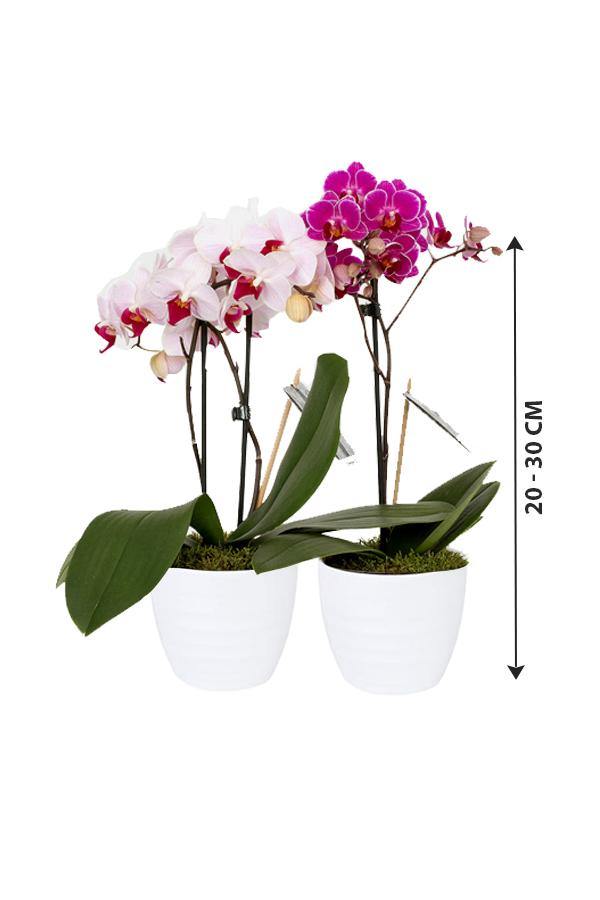 Mini Orchid-Orchid Plant - Plantsworld.ae - {{ varient.name }}