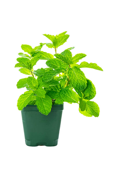 Fresh Mint Plant growing in a pot – Buy organic mint herbal plants online at PlantsWorld.ae