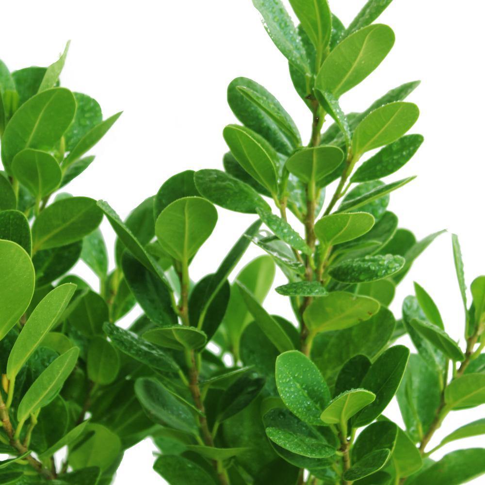 Mistletoe Fig - Ficus Deltoidea