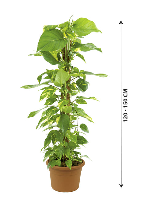 MoneyPlant-EpipremnumAureum_NurseryPlasticPot