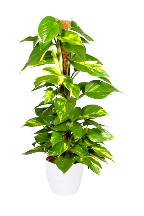 Healthy Money Plant (Epipremnum Aureum) in Decorative Pot – Indoor Plant for Homes & Offices