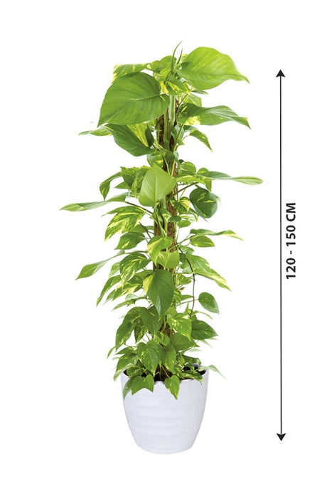 MoneyPlant-EpipremnumAureum_WhiteCeramicPot_120-150cm