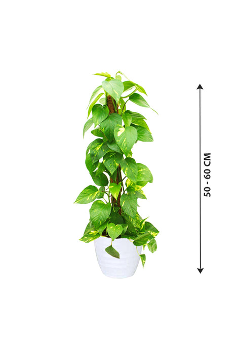 MoneyPlant-EpipremnumAureum_WhiteCeramicPot_50-60cm