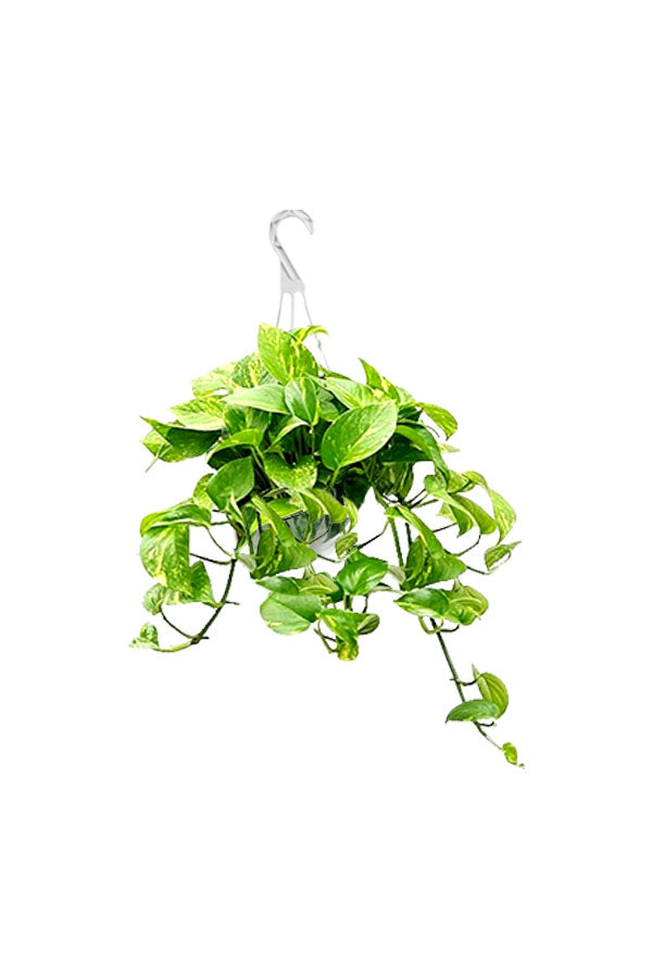 Golden Pothos - Money Plant Hanging