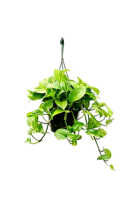 Ginseng Bonsai Plant in an Elegant Pot for Indoor Spaces