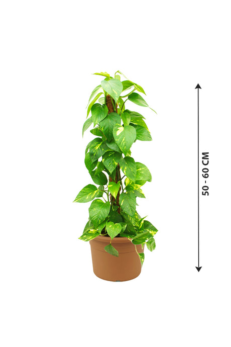 Money_Plant-Epipremnum_Aureum_Nursery_Plastic_Pot_50_-60cm