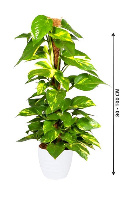 Money Plant-Epipremnum Aureum - Plantsworld.ae - {{ varient.name }}