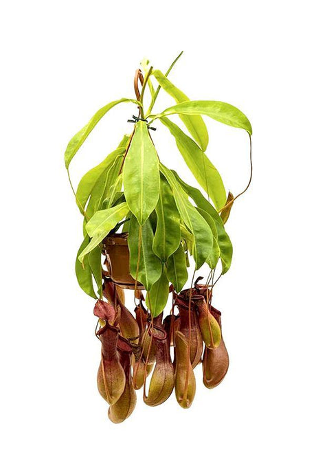 Monkey Jar Nepenthes Plant with Hanging Pitcher Traps in Pot