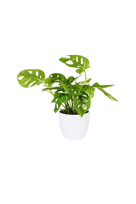 Monstera Obliqua - Swiss Cheese Vine with Stunning Perforated Leaves in White Ceramic Pot.