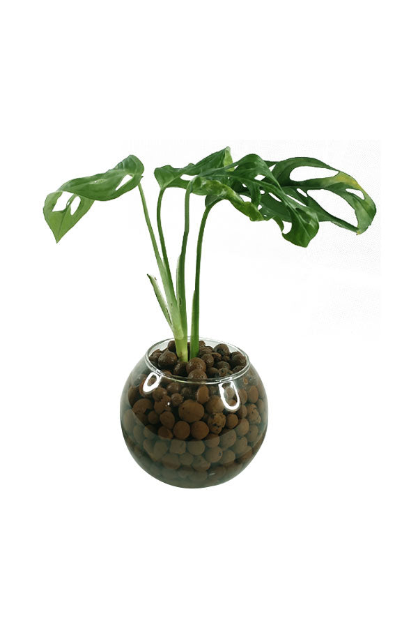 Monstera Obliqua - Swiss Cheese Vine