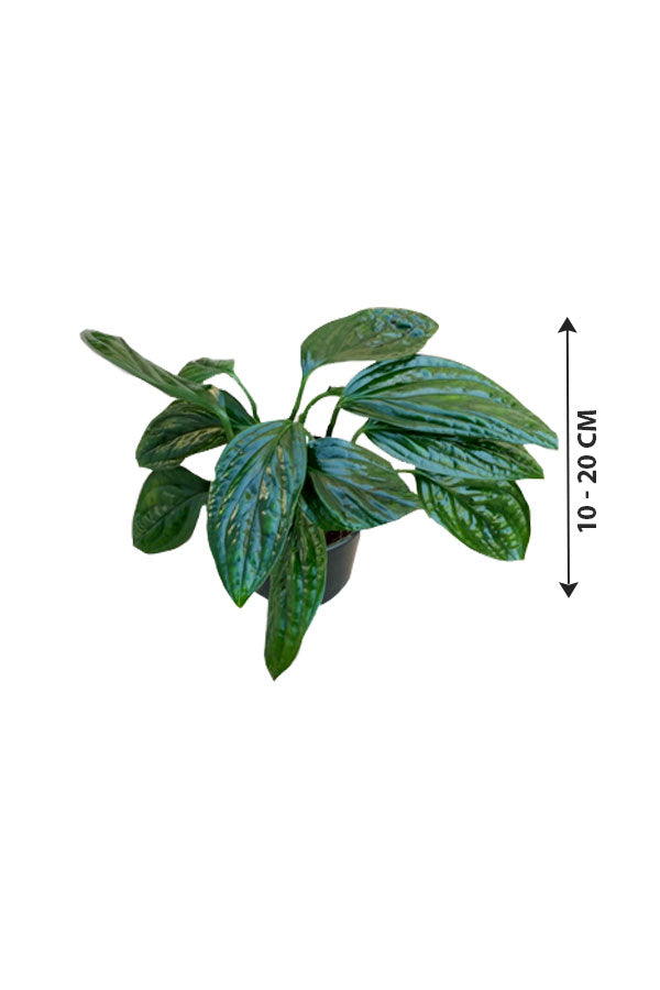 Monstera Peru Karstenianum - Exotic Indoor Plant with Textured Leaves