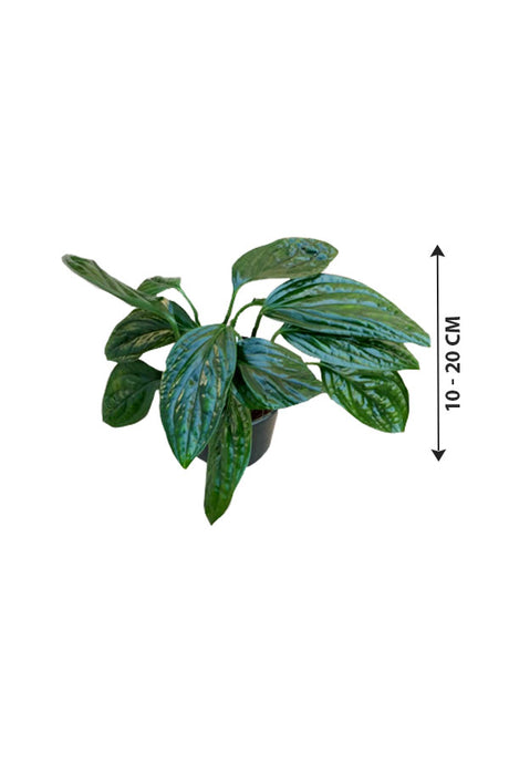 Monstera Peru Karstenianum - Exotic Indoor Plant with Textured Leaves