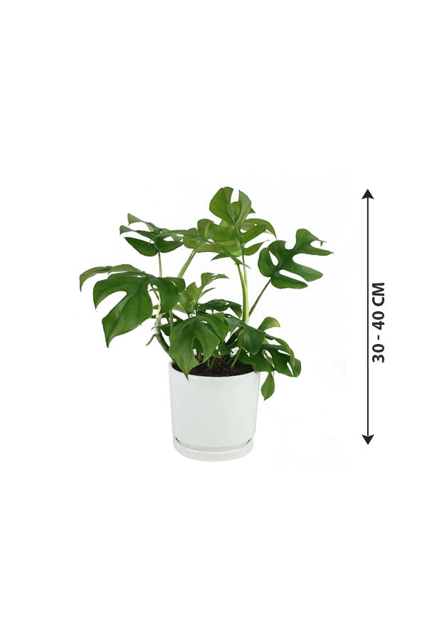 Monstera Tetrasperma-Indoor Plant