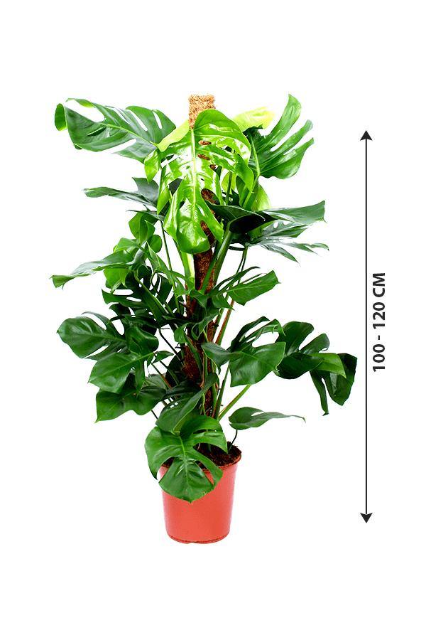 Monstera Pertusum - Swiss Cheese - Plantsworld.ae - {{ varient.name }}