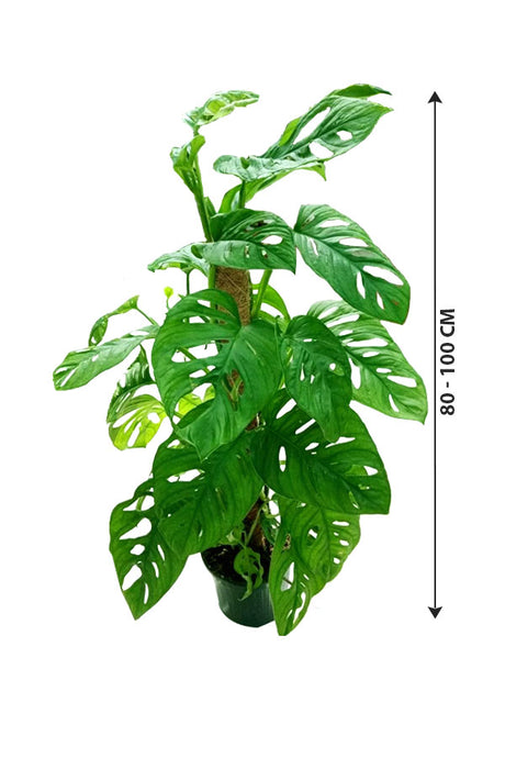 Monstera Obliqua - Swiss Cheese Vine