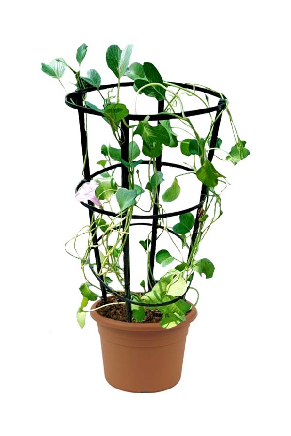 Morning Glory - Ipomoea Pes-Caprae - Beautiful Outdoor Flowering Plant with Vibrant Blooms.