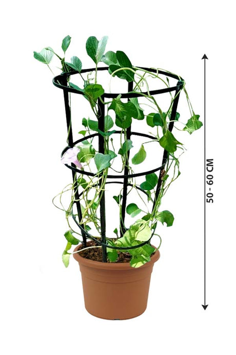 Morning Glory - Ipomoea Pes-Caprae