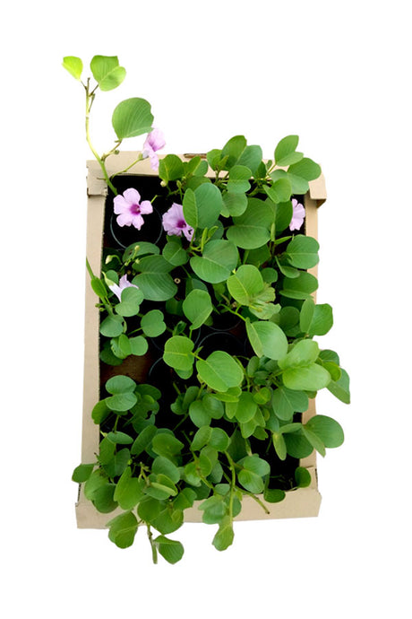 Morning Glory - Ipomoea - Vibrant Outdoor Flowering Plant with Colorful Blooms.