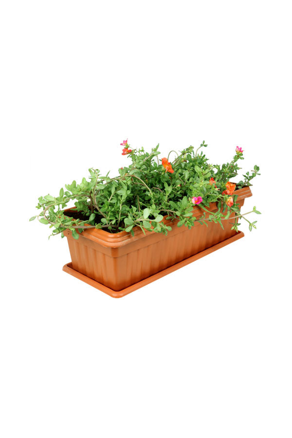 Moss Rose - Portulaca Grandiflora in Rectangular Pot - Colorful Outdoor Flowering Plant