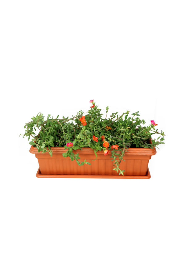 Portulaca Grandiflora - In Rectangular Pot