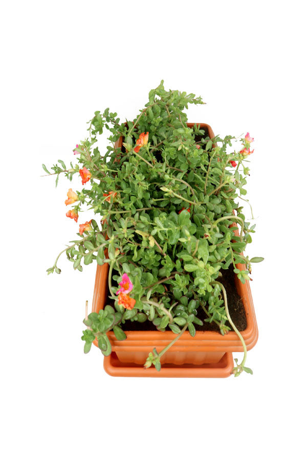Portulaca Grandiflora - In Rectangular Pot