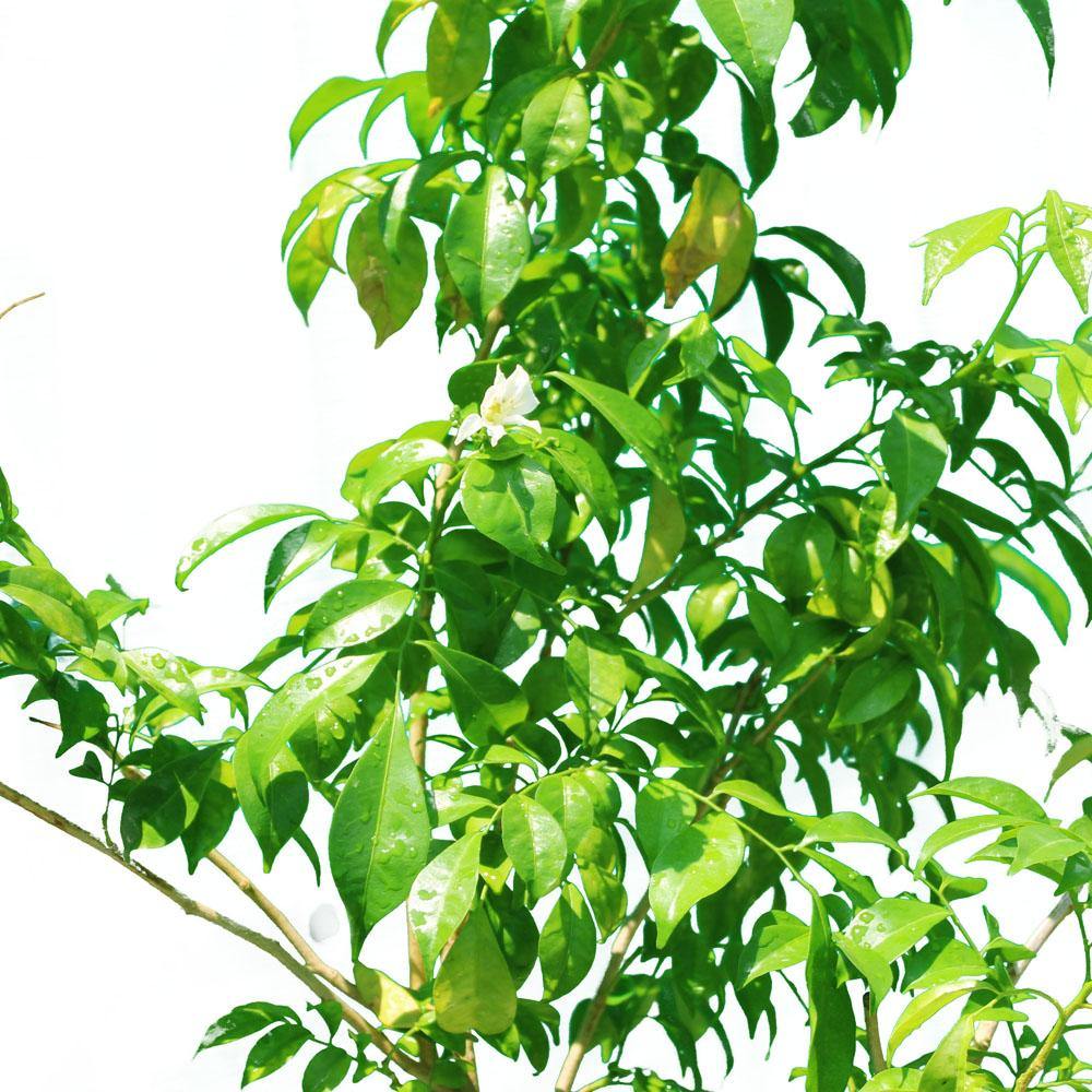 Murraya - Murraya - Plantsworld.ae