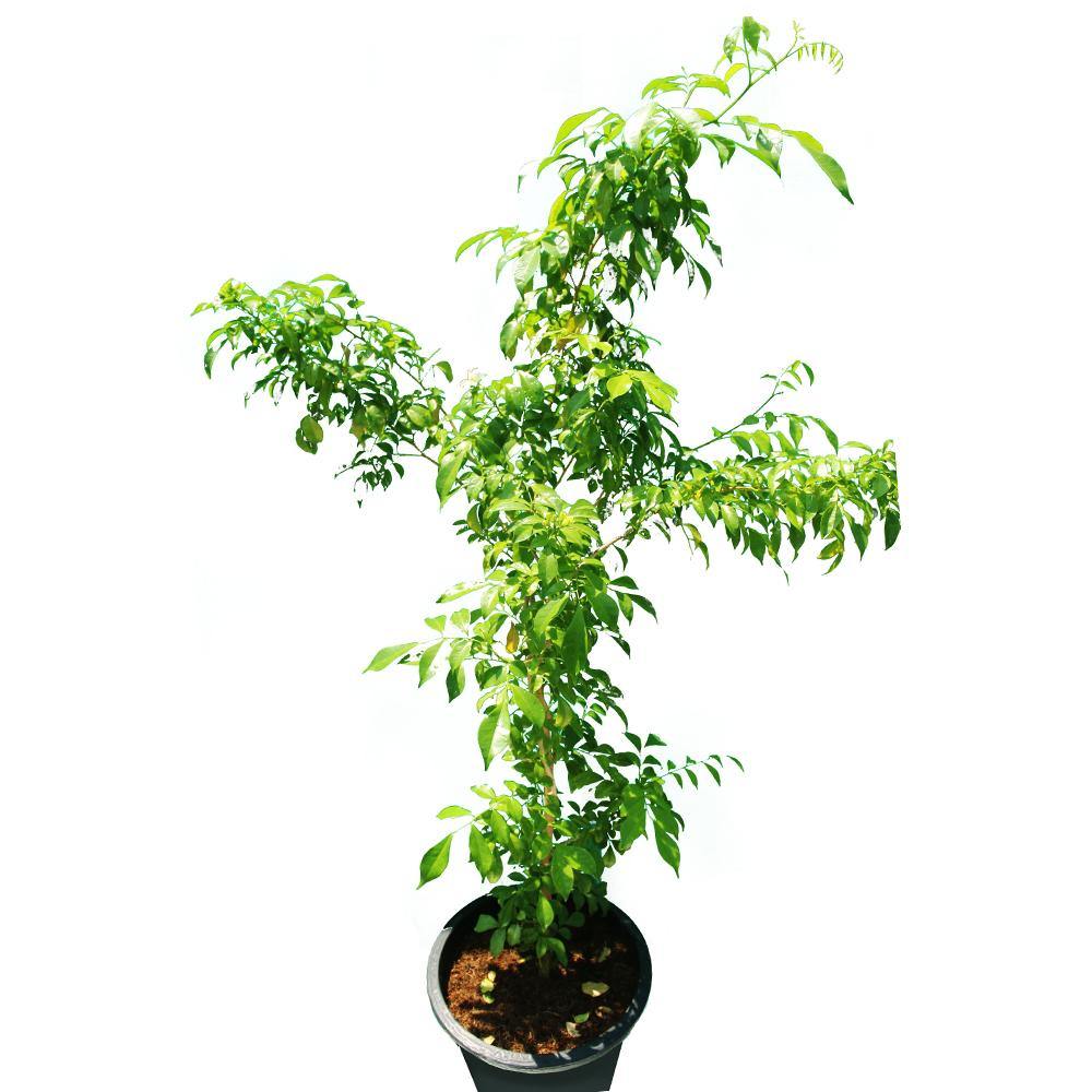 Murraya Paniculata (Orange Jasmine) outdoor flowering plant with fragrant white blooms, available at Plantsworld.ae in Dubai, UAE