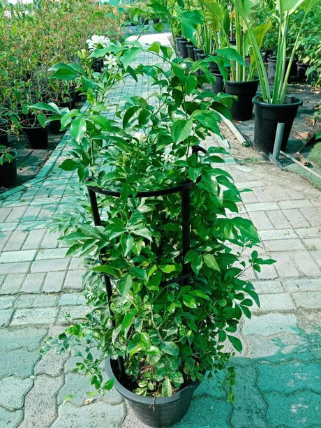 Murraya - Murraya - Plantsworld.ae