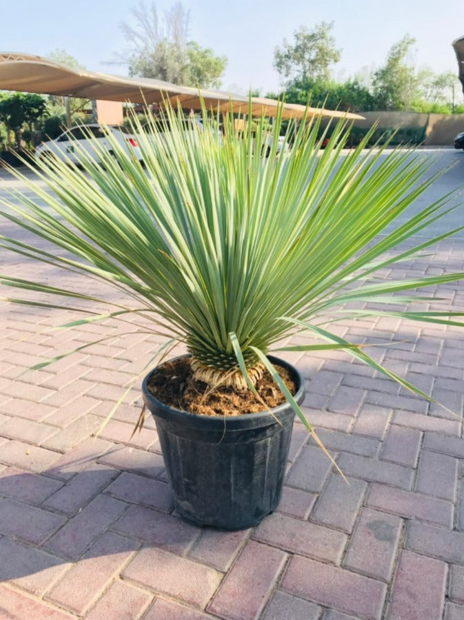 Yucca Rostrata (Beaked Yucca) - Hardy Outdoor Plant with Striking Silhouette