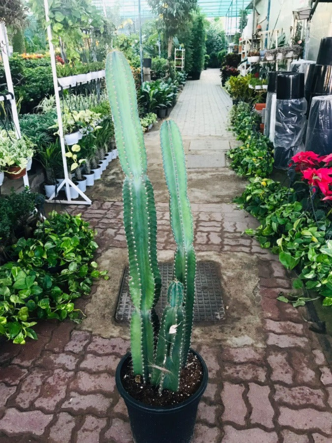 Tall Cactus - Minimal Plant