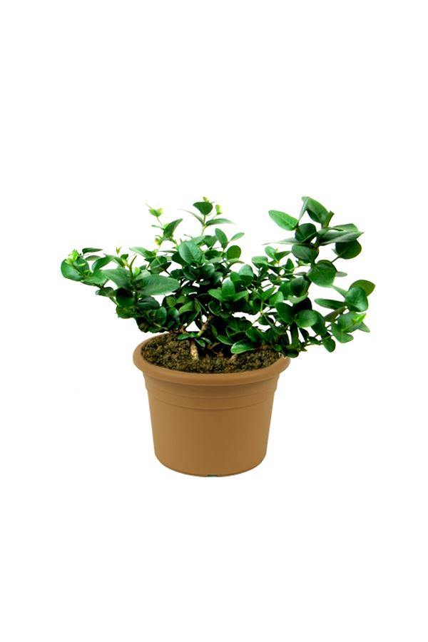 Natal Plum-Carissa Macrocarpa - Natal Plum-Carissa Macrocarpa - Plantsworld.ae