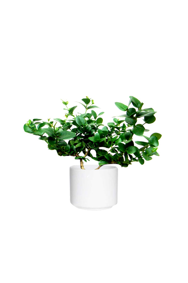 Natal Plum - Carissa Macrocarpa