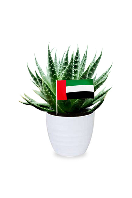 Aloe Aristata succulent in a premium ceramic pot, a sustainable National Day gift idea from Plantsworld.ae.