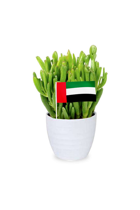 National Day Gift - Crassula Hobbit in a premium ceramic pot, a sustainable and unique gift idea from Plantsworld.ae.