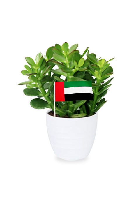National Day Gift - Crassula Ovata (Jade Plant) in a premium ceramic pot, a symbol of prosperity and elegance from Plantsworld.ae.