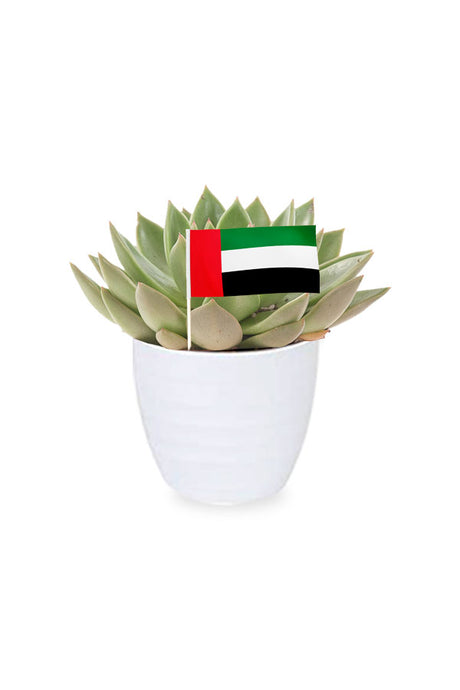 National Day Gift - Echeveria OVR Succulent in Decorative Pot