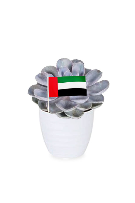 Echeveria Tippy succulent in a premium ceramic pot, styled for UAE National Day gifting, available at Plantsworld.ae.