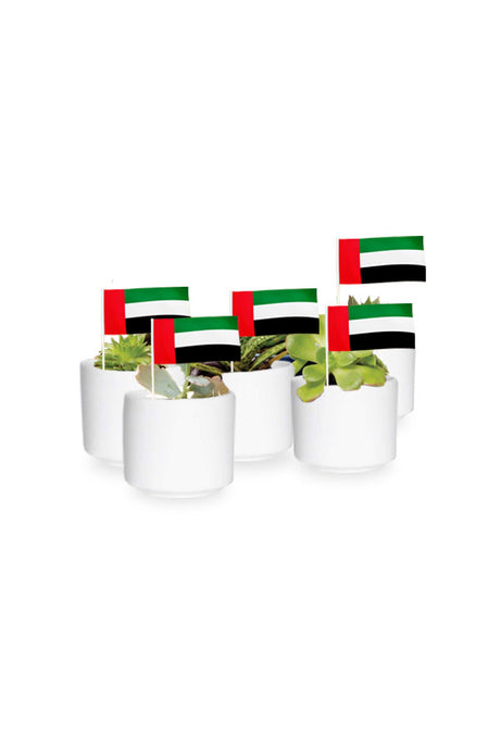 National Day Gift Succulent Collection (5 Pcs) - Vibrant Succulents in decorative pots