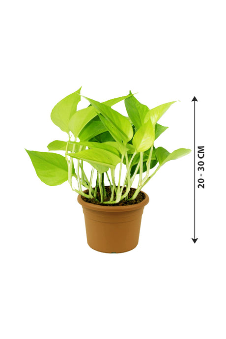 Neon Pothos - Ornamental Plant