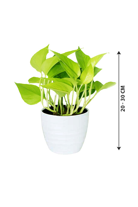 Neon Pothos - Ornamental Plant