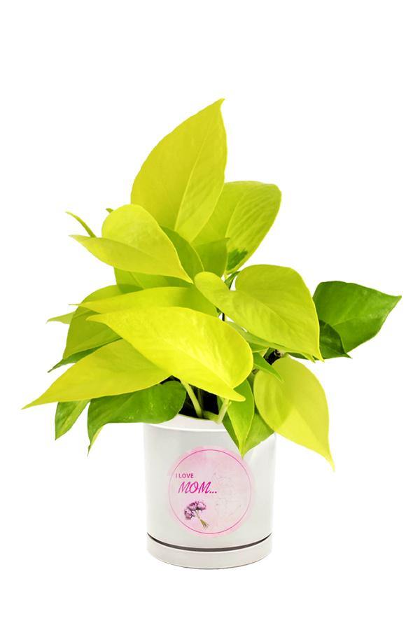 Neon Pothos Plant potted in a  Mothers Day Customized Pot.