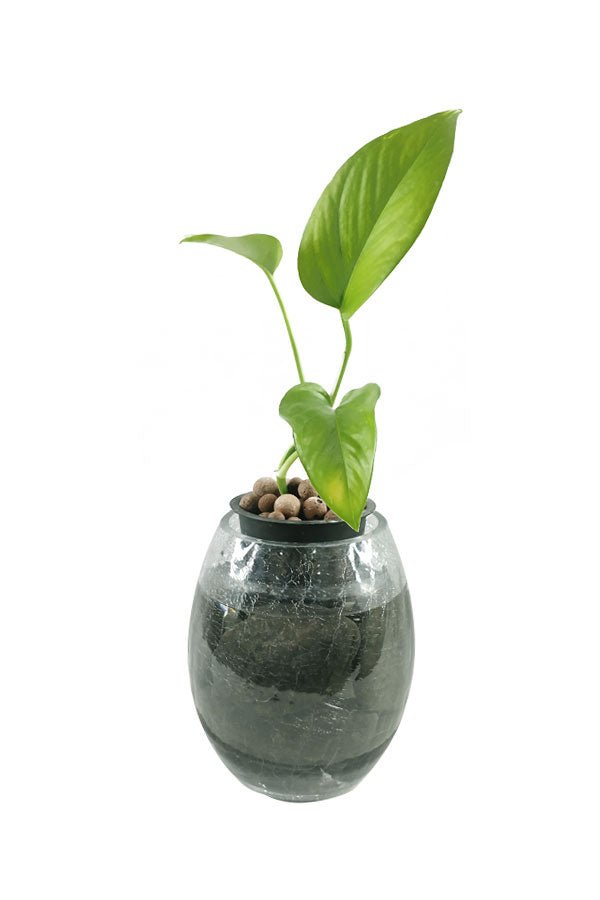 Neon Pothos Money Plant with vibrant green leaves - Indoor Water Plant for Low Maintenance Decor