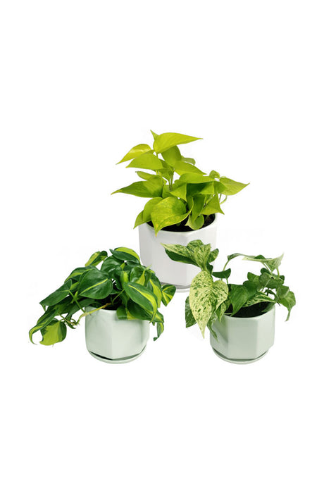 Climbing Combo Plants – Lush Green Indoor & Outdoor Climbing Plants for Vertical Décor