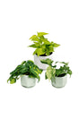 Climbing Combo Plants – Lush Green Indoor & Outdoor Climbing Plants for Vertical Décor