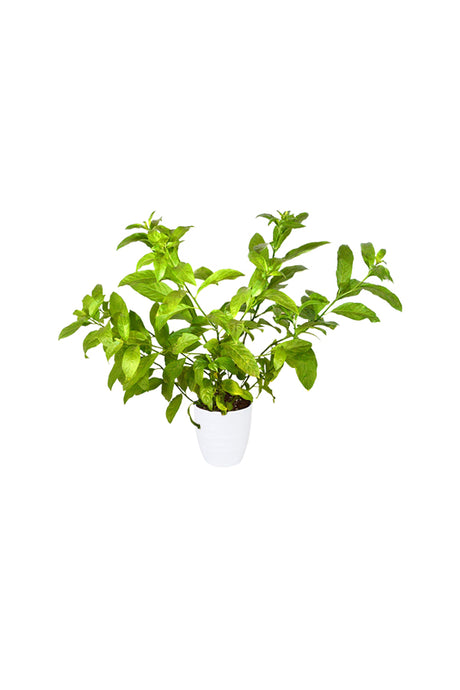 Night Blooming Jasmine - Cestrum Nocturnum - Outdoor Flowering Plant