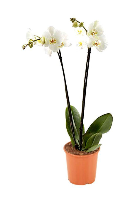 Orchid - Phalaenopsis - Plantsworld.ae - {{ varient.name }}